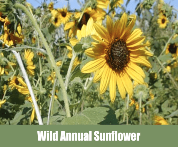 Wild Annual Sunflower, scientifically known as Helianthus annuus, is a stunning and resilient flowering plant that belongs to the Asteraceae family. This vibrant, native North American species is characterized by its tall, slender stalks, large, daisy-like flowers, and a distinctive brown center surrounded by bright golden-yellow petals. The leaves are broad, rough, and lance-shaped, providing a lovely backdrop for the cheerful blossoms. Wild Annual Sunflowers can grow anywhere from 2 to 10 feet in height, depending on environmental conditions.